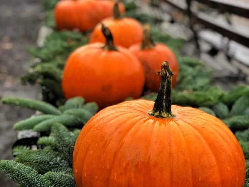 Our Family Fall Bucket&nbsp;List