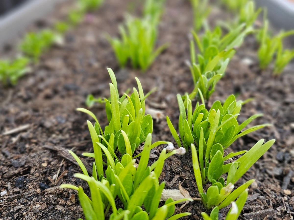 How gardening is teaching my kids teamwork while teaching me&nbsp;patience