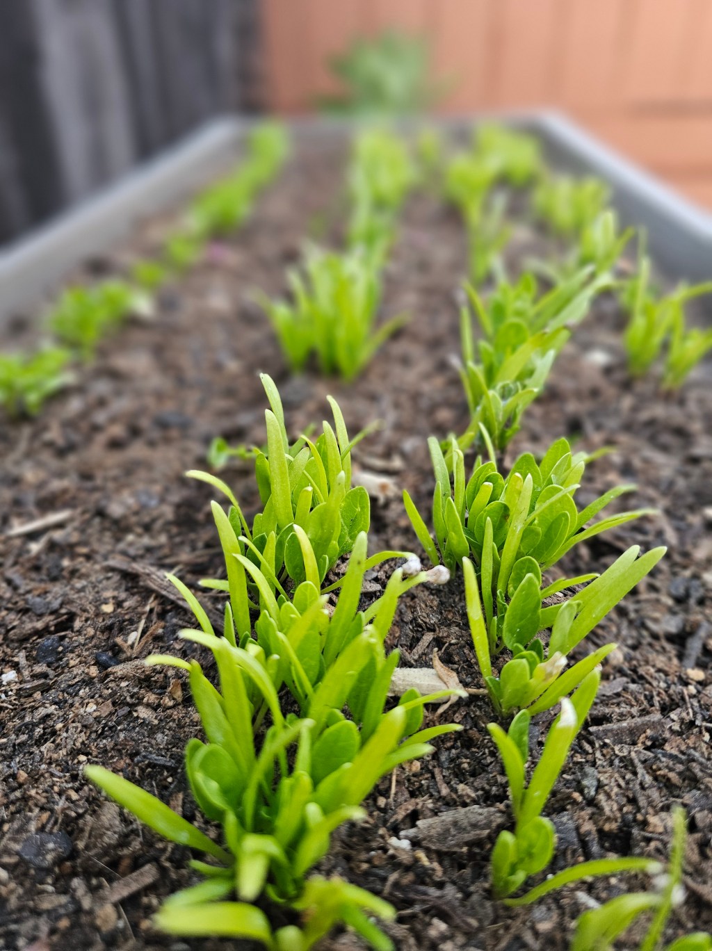 How gardening is teaching my kids teamwork while teaching me&nbsp;patience